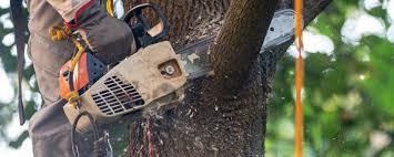 Best Tree Risk Assessment  in USA